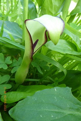Arum hygrophilum