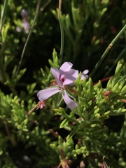 Pelargonium laevigatum diversifolium