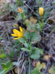 Anemone palmata