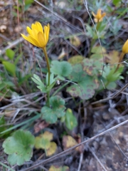 Anemone palmata