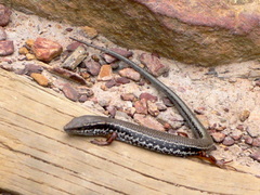 Ctenotus labillardieri