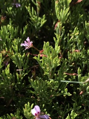 Pelargonium laevigatum diversifolium