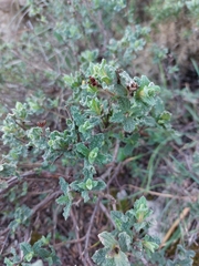 Cistus crispus
