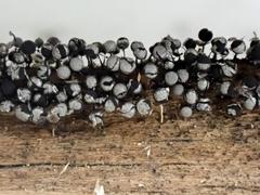 Collaria arcyrionema