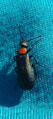 Lytta crotchii