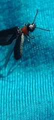 Lytta crotchii