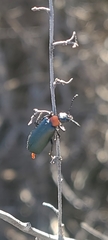 Lytta crotchii