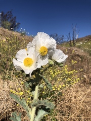 Argemone munita