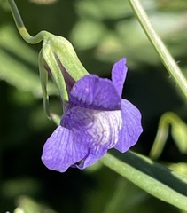 Neogaerrhinum strictum