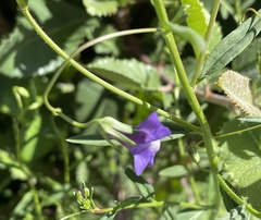 Neogaerrhinum strictum
