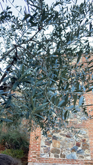 Olea europaea