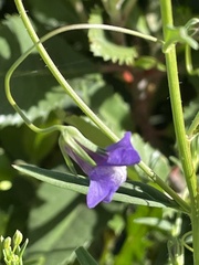 Neogaerrhinum strictum