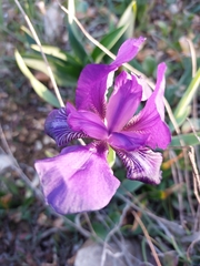 Iris lutescens subbiflora