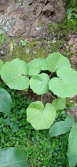 Pericallis malvifolia
