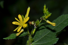 Triumfetta bogotensis