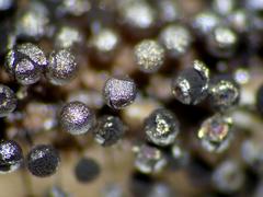 Collaria arcyrionema