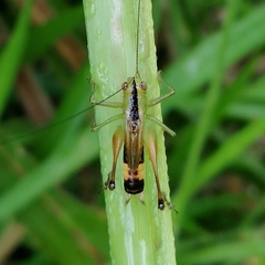 Conocephalus versicolor