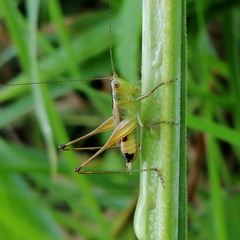 Conocephalus versicolor