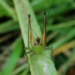 Conocephalus versicolor