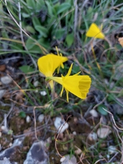Narcissus bulbocodium