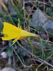 Narcissus bulbocodium