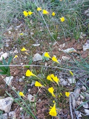 Narcissus bulbocodium