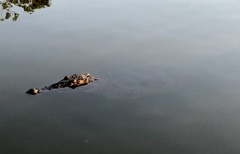 Crocodylus acutus