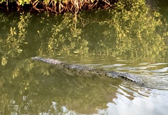 Crocodylus acutus