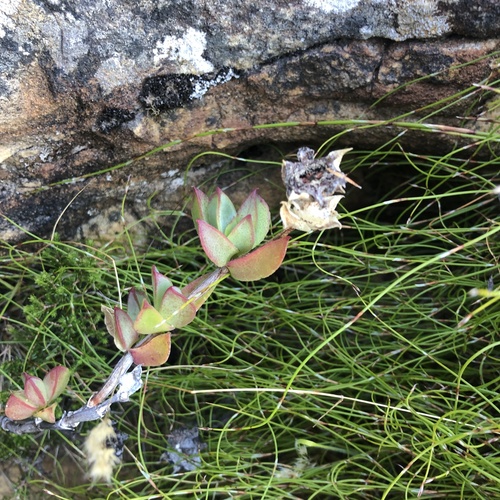 Image of Rock Spoonfig (Erepsia forficata) by (c) Charleen Brunke, some rights reserved (CC BY)