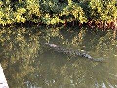 Crocodylus acutus