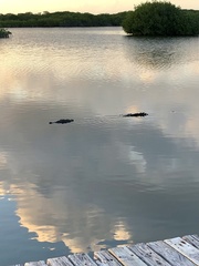 Crocodylus acutus
