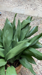 Aspidistra elatior