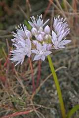 Allium lemmonii