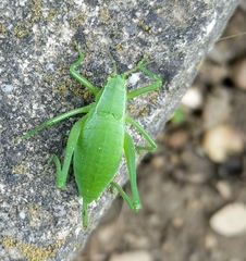 Isophya camptoxypha