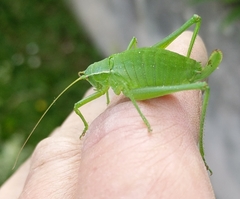 Isophya camptoxypha