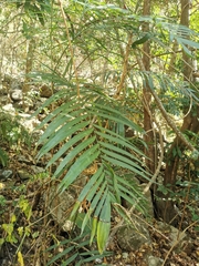 Chamaedorea pochutlensis