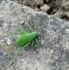 Isophya camptoxypha