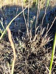 Dudleya attenuata attenuata