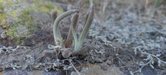 Dudleya attenuata attenuata