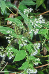 Archibaccharis salmeoides