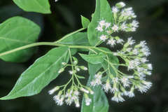 Archibaccharis salmeoides