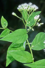 Archibaccharis salmeoides