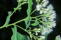 Archibaccharis salmeoides