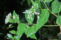 Archibaccharis salmeoides