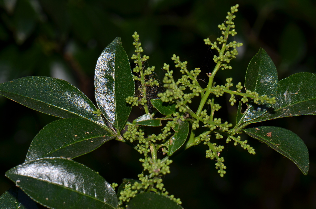 Zanthoxylum limoncello