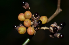Zanthoxylum limoncello