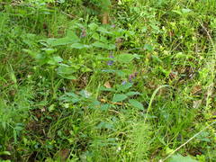 Vicia venosa