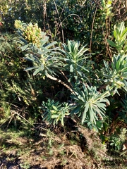Euphorbia characias