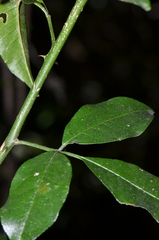 Zanthoxylum limoncello