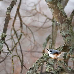 Sitta europaea